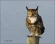Great-Horned-Owl;Owl;Florida;Southeast-USA;Bubo-virginianus;one-animal;close-up;